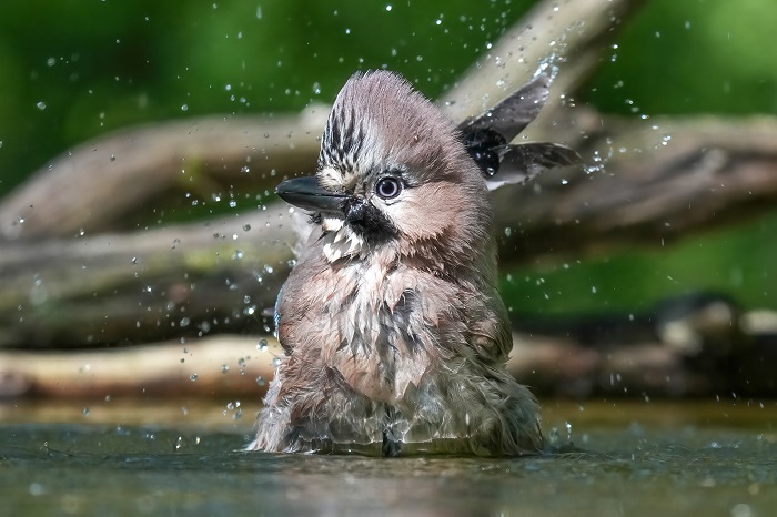 Vogel Fotoversteck