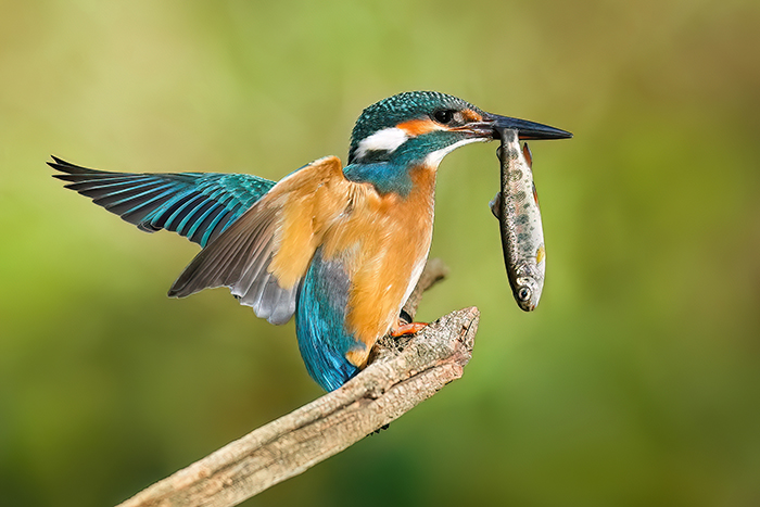 Eisvogel Fotoansitz Eisvogel Fotoversteck