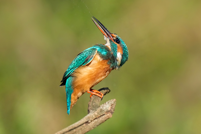 Eisvogel Ansitz Eisvogel Fotoansitz
