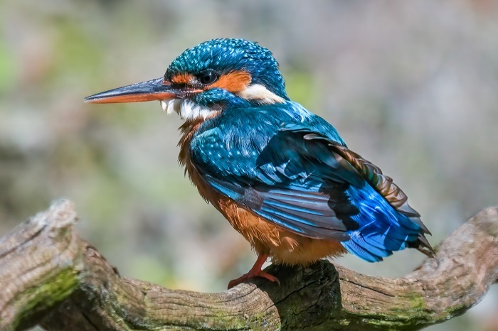 Eisvogel