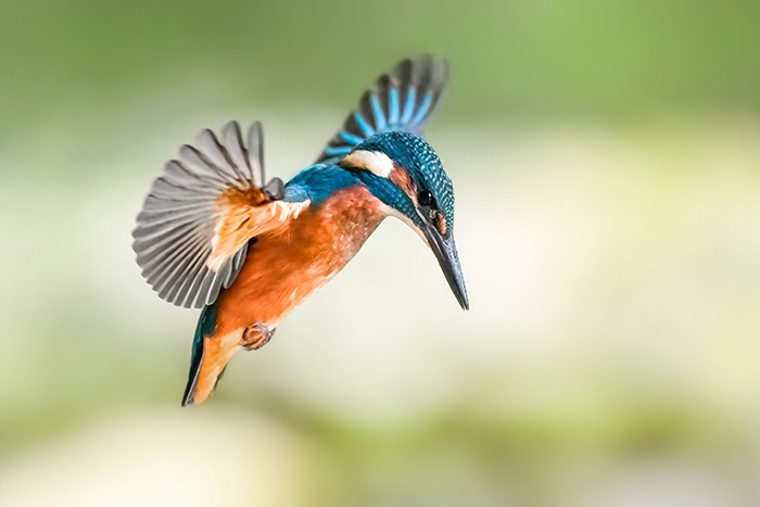 Eisvogel