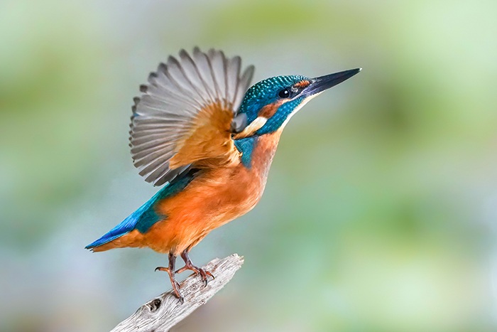 Eisvogel