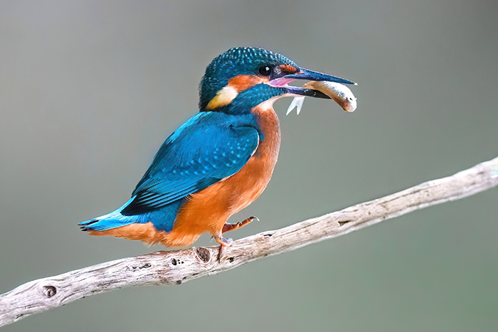 Eisvogel