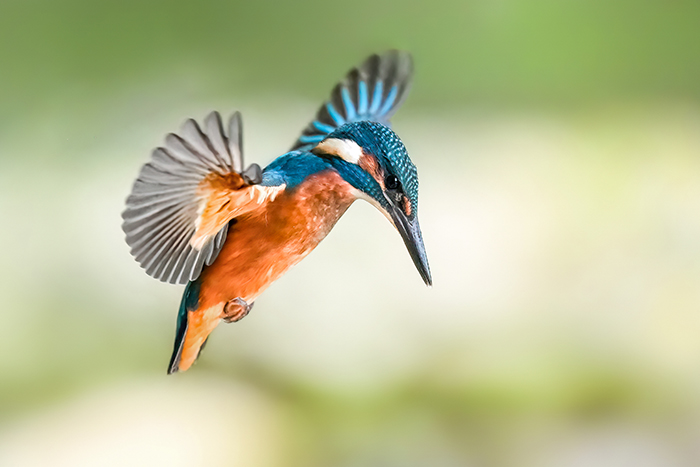 Eisvogel Fotoansitz