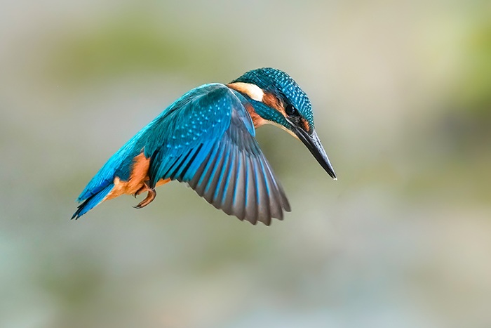 Eisvogel Fotoansitz