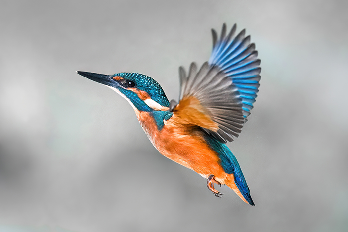 Eisvogel Fotoversteck
