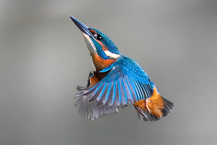 Eisvogel
