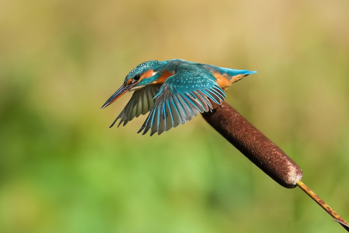 Ansitzfotografie Eisvogel Bayern