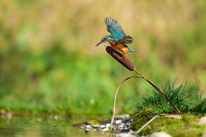 Ansitzfotografie Eisvogel Bayern