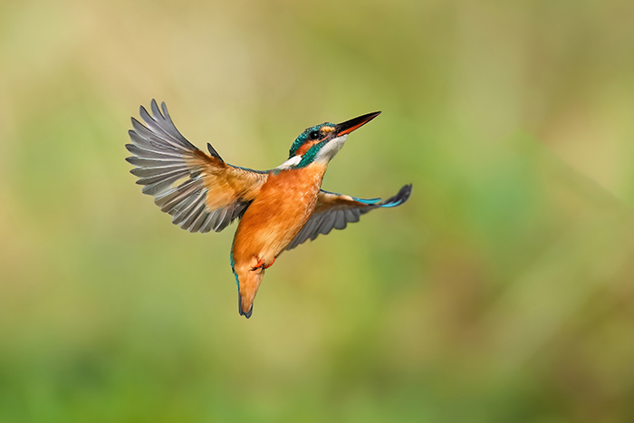 Eisvogel Ansitz Landsberg