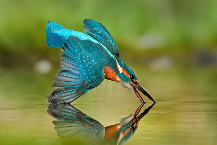 Eisvogel Fotoansitz Landsberg