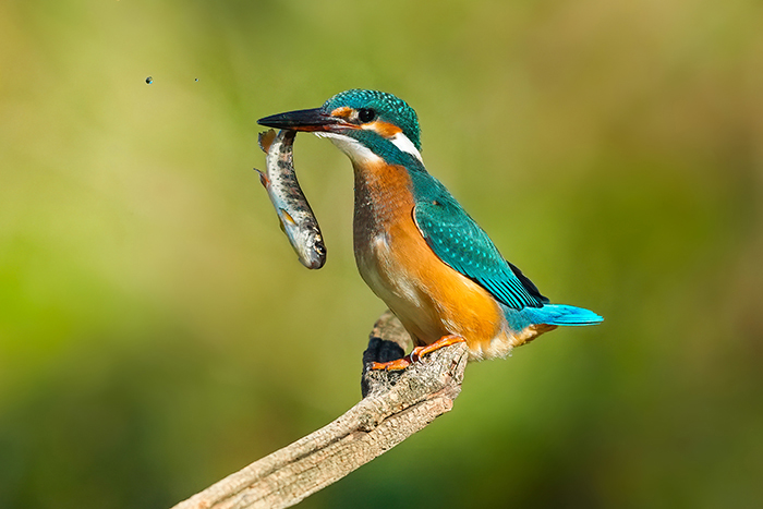 Eisvogel fotografieren Bayern