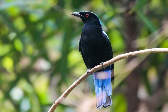 Elfenblauvogel