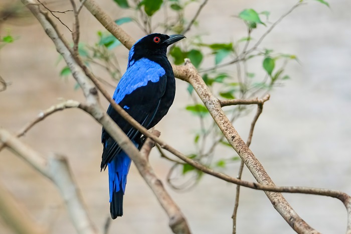 Türkisfeenvogel