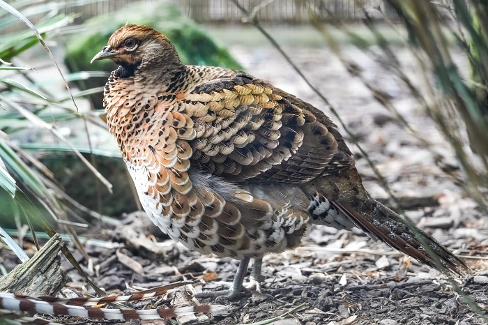 Elliotfasan Weibchen
