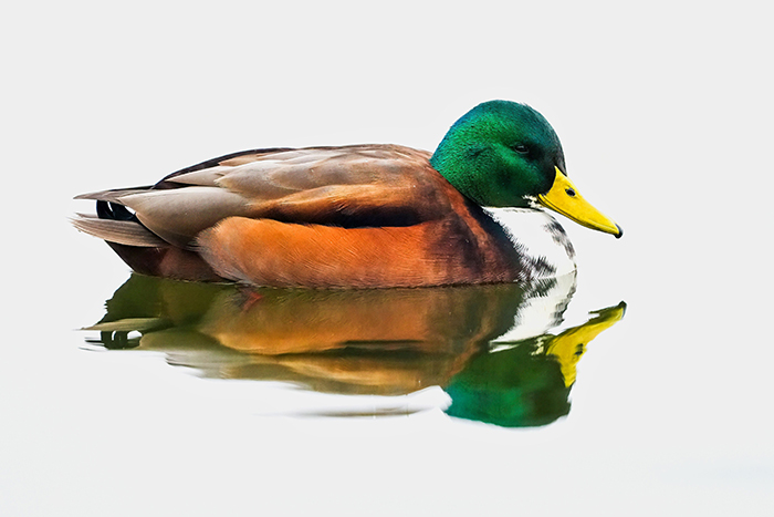 Stockente fehlfarben