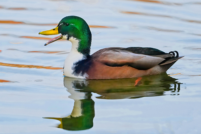 stockente fehlfarben