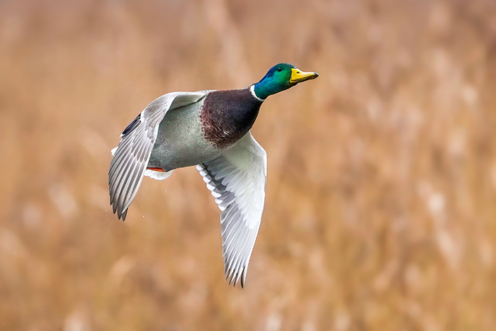 Stockentenerpel im Flug