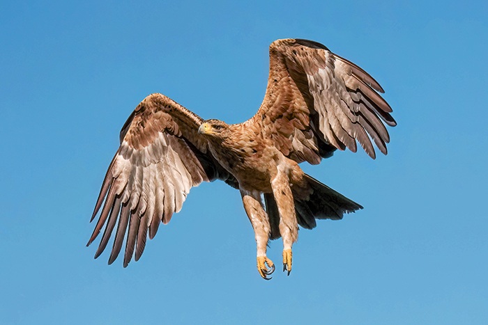 Greifvögel Extremadura