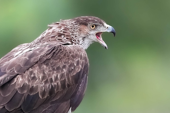 Vogelfotografie Reise