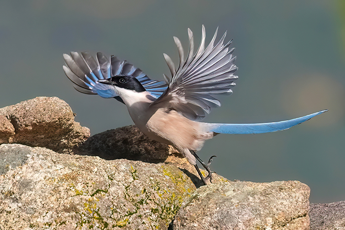 Blauelster