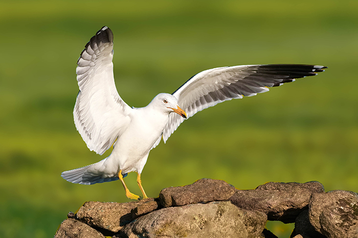 Extremadura Vögel beobachten