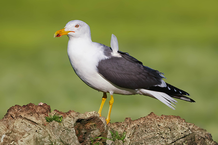 Vögel beobachten Spanien