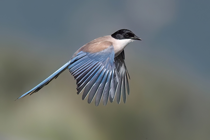 Vogelbeobachtung Extremadura