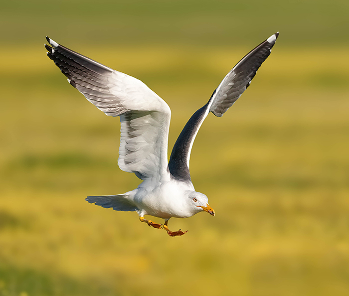 Vogelfotografie Spanien