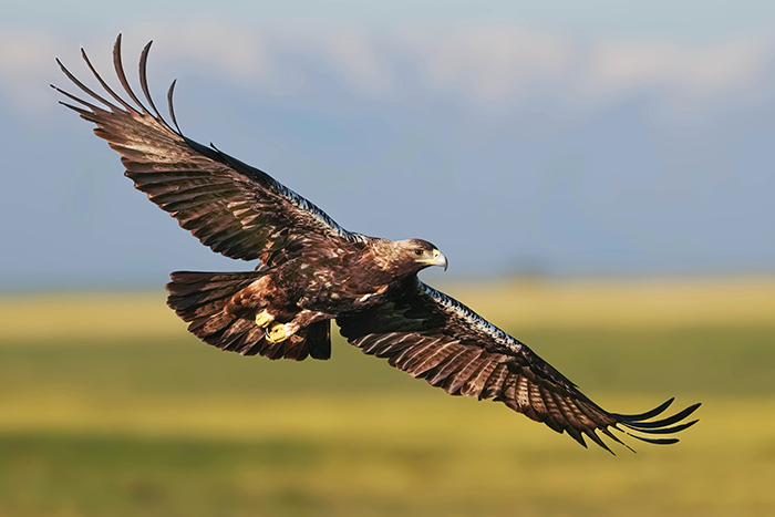 Adler Ansitzfotografie