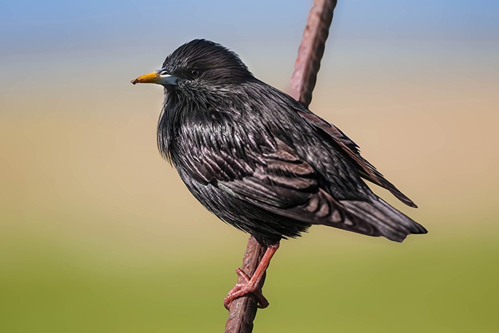 Extremadura Spanien Vogelfotografie