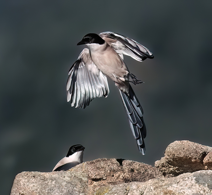 Extremadura Vögel fotografieren