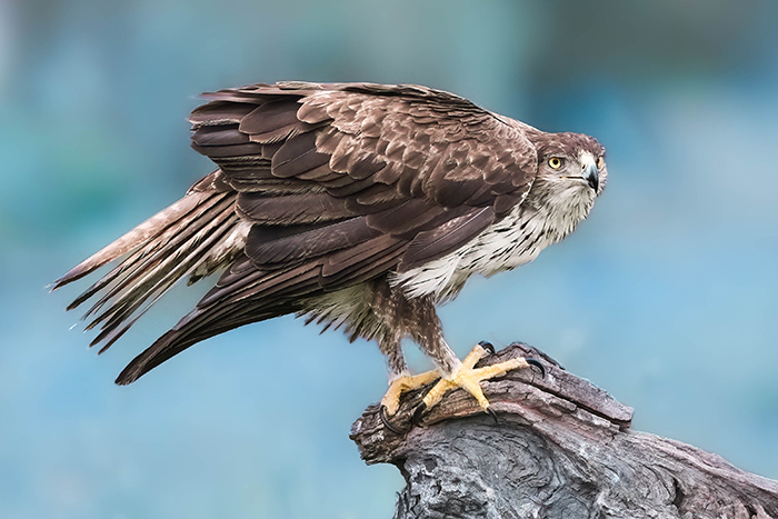 Extremadura Vogelarten