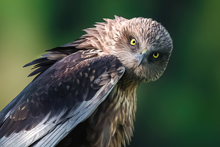 Extremadura Vogelarten