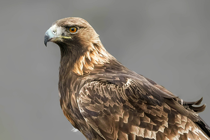 Greifvögel Extremadura