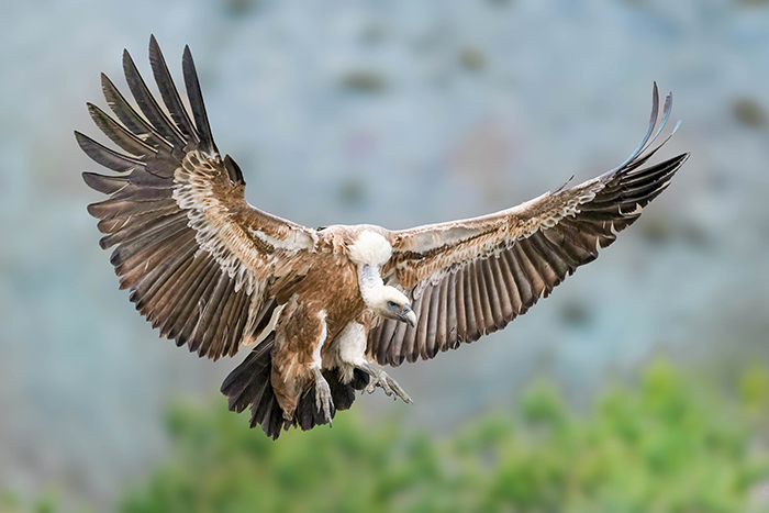 Vögel Extremadura Spanien