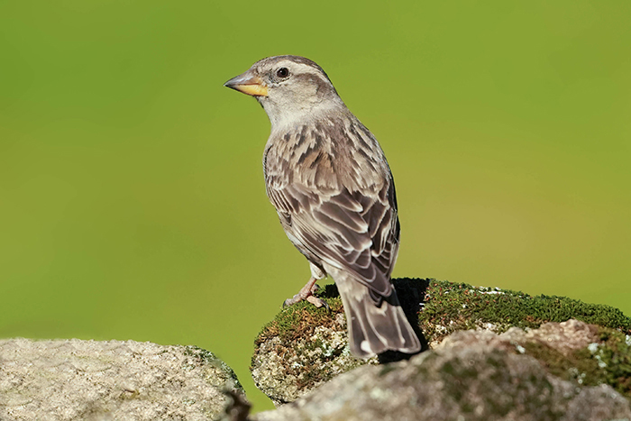 Vögel in der Extremadura