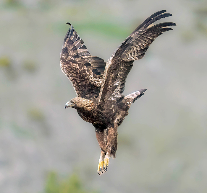 Vogelarten Extremadura