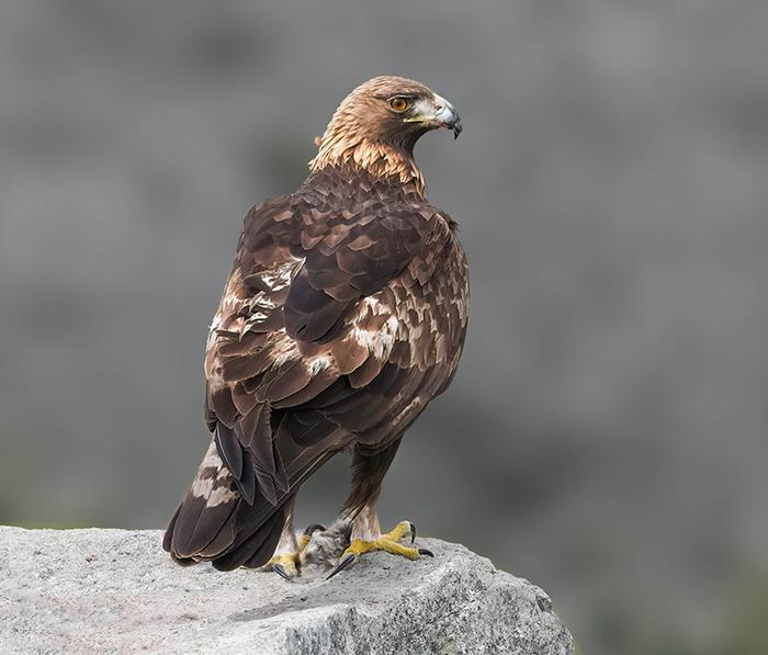 Vogelarten Extremadura