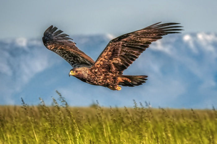 Ansitzfotografie Vögel Extremadura