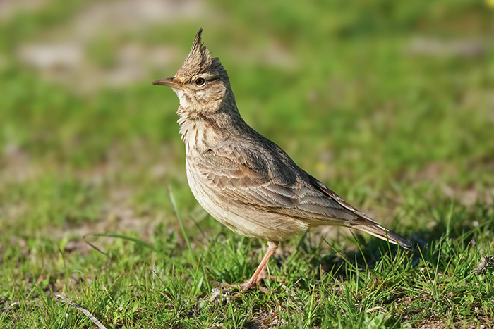 Extremadura Spanien Vögel Vogelarten