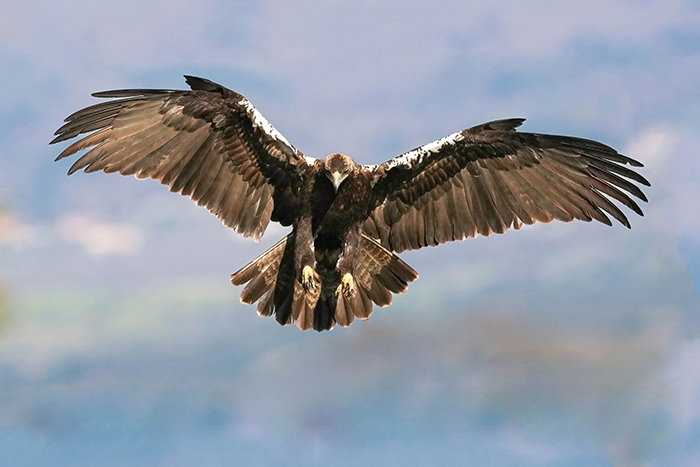 Extremadura Spanien Vogelarten