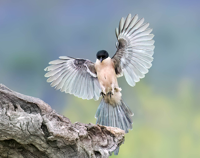 Extremadura Vögel Vogelarten