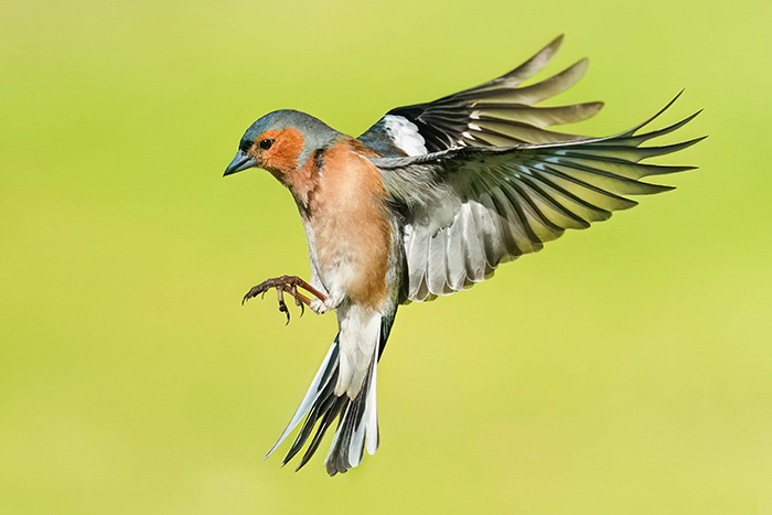 Extremadura Vogelarten