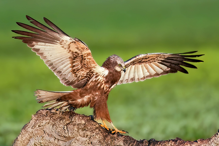 Extremadura Vogelarten