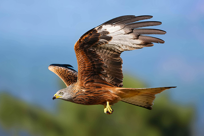 Greifvögel Extremadura