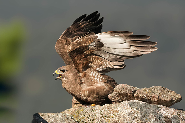 Vögel fotografieren Extremadura