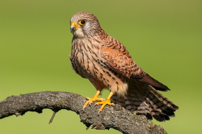 Rötelfalke Weibchen