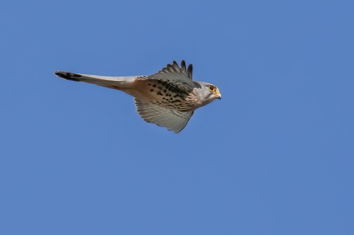 Turmfalke