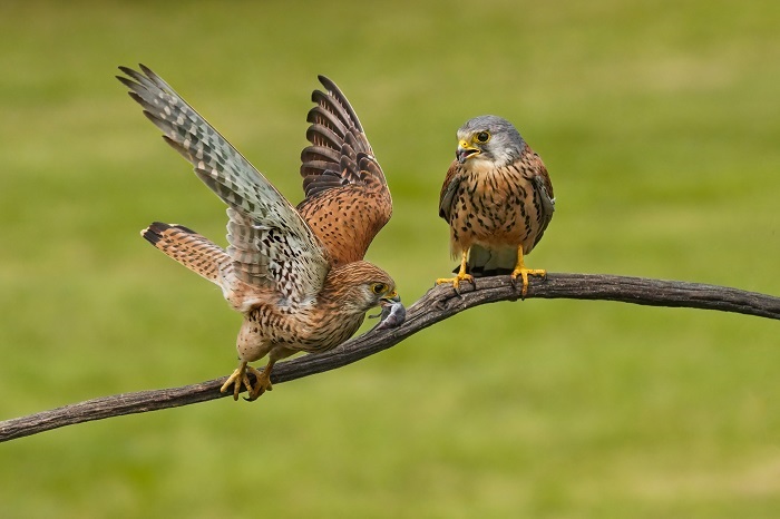 Greifvogel Fotoansitzhütte